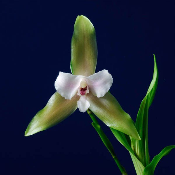 Lycaste bruncana
